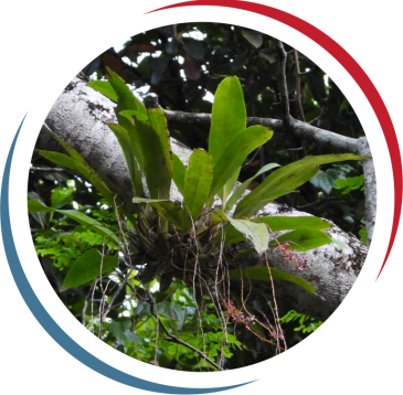 Conservation Forest