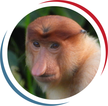 Conservation Forest Fauna