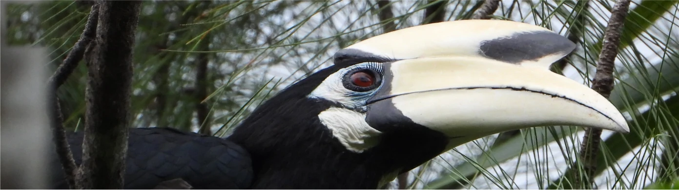 Badak BISCO – Conservation Forest Hornbill