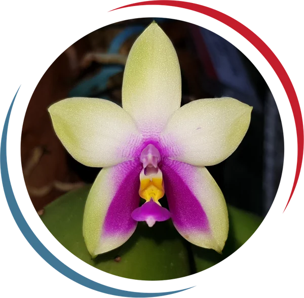 Orchid Park