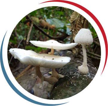 Conservation Forest Flora