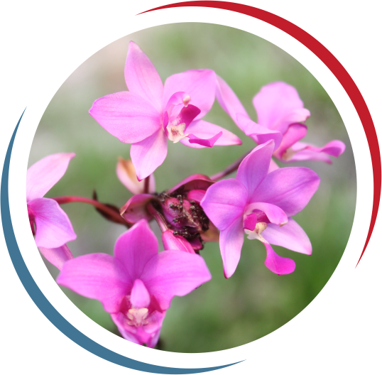 Orchid Park