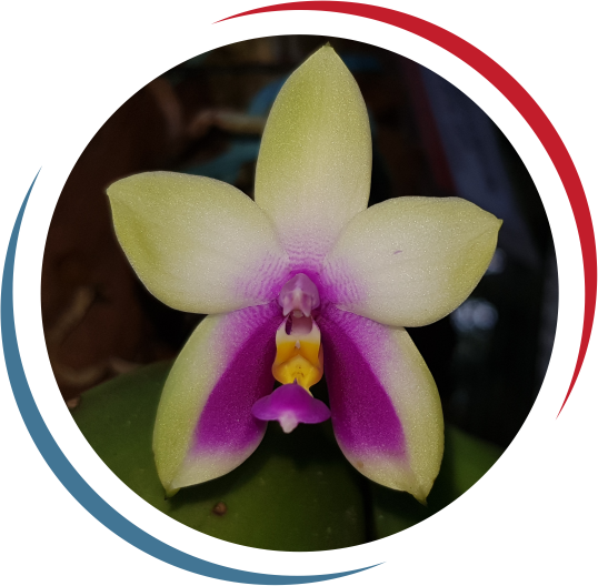 Orchid Park