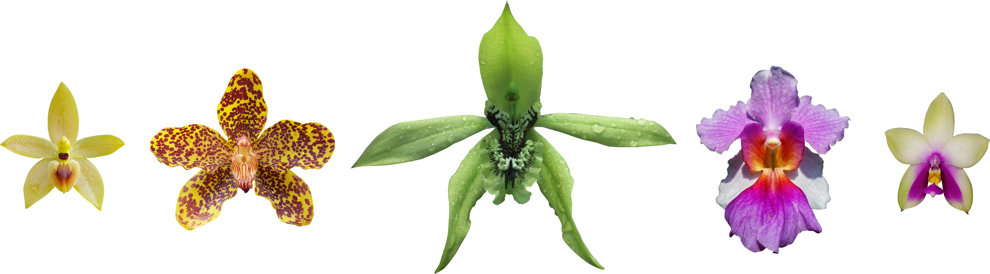 Orchid species documented in Orchid Park