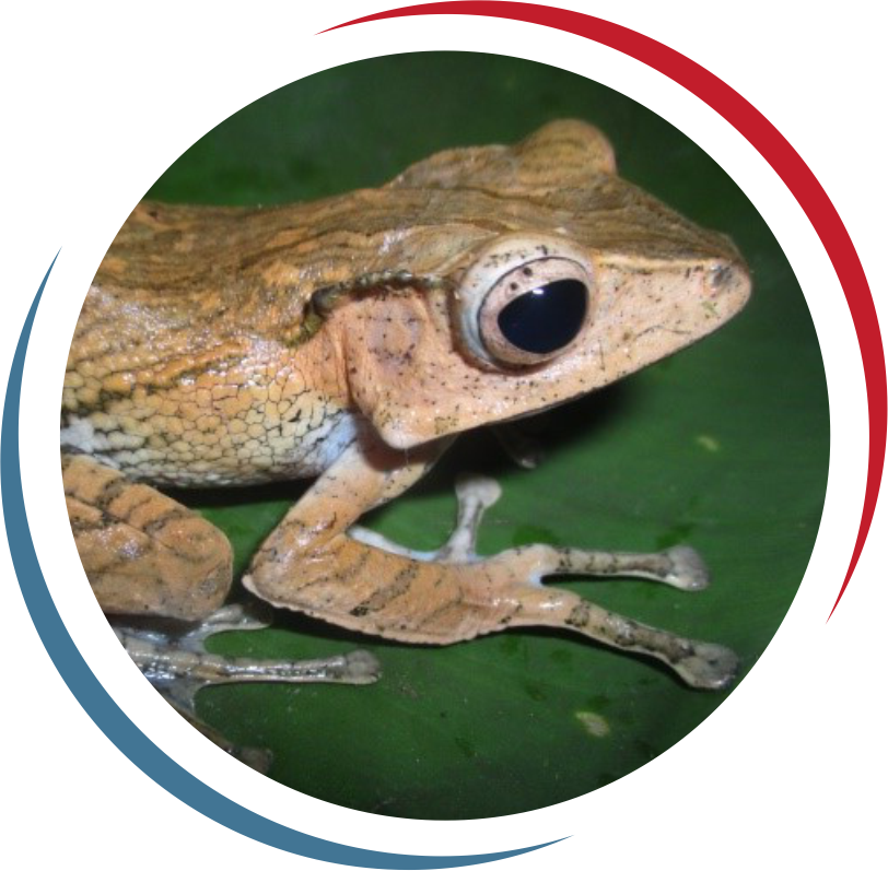 Amphibians