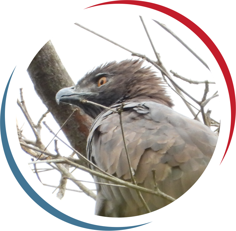 Endangered Fauna
