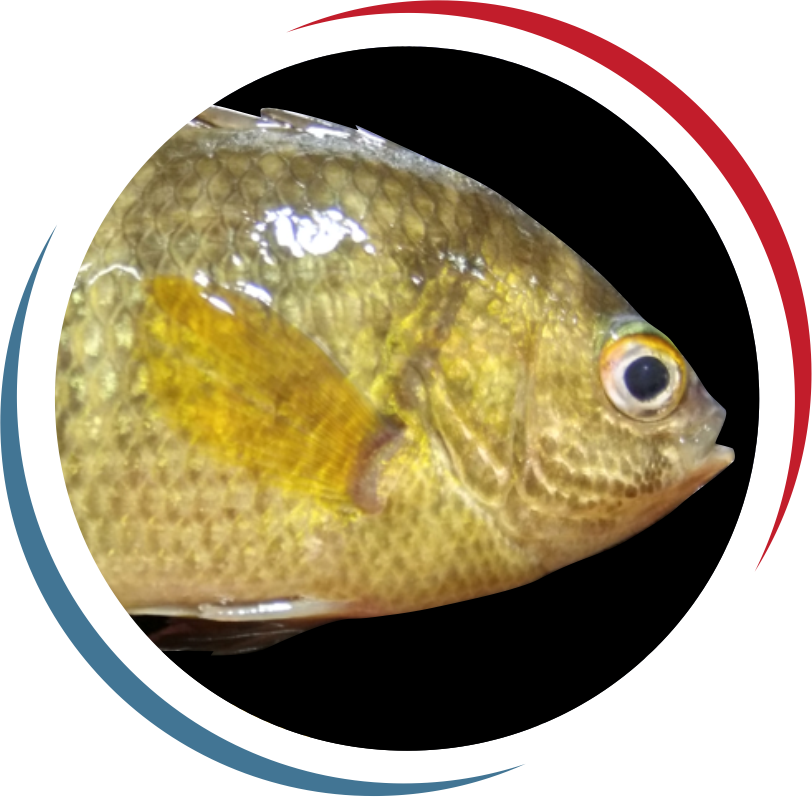 Freshwater Fishes