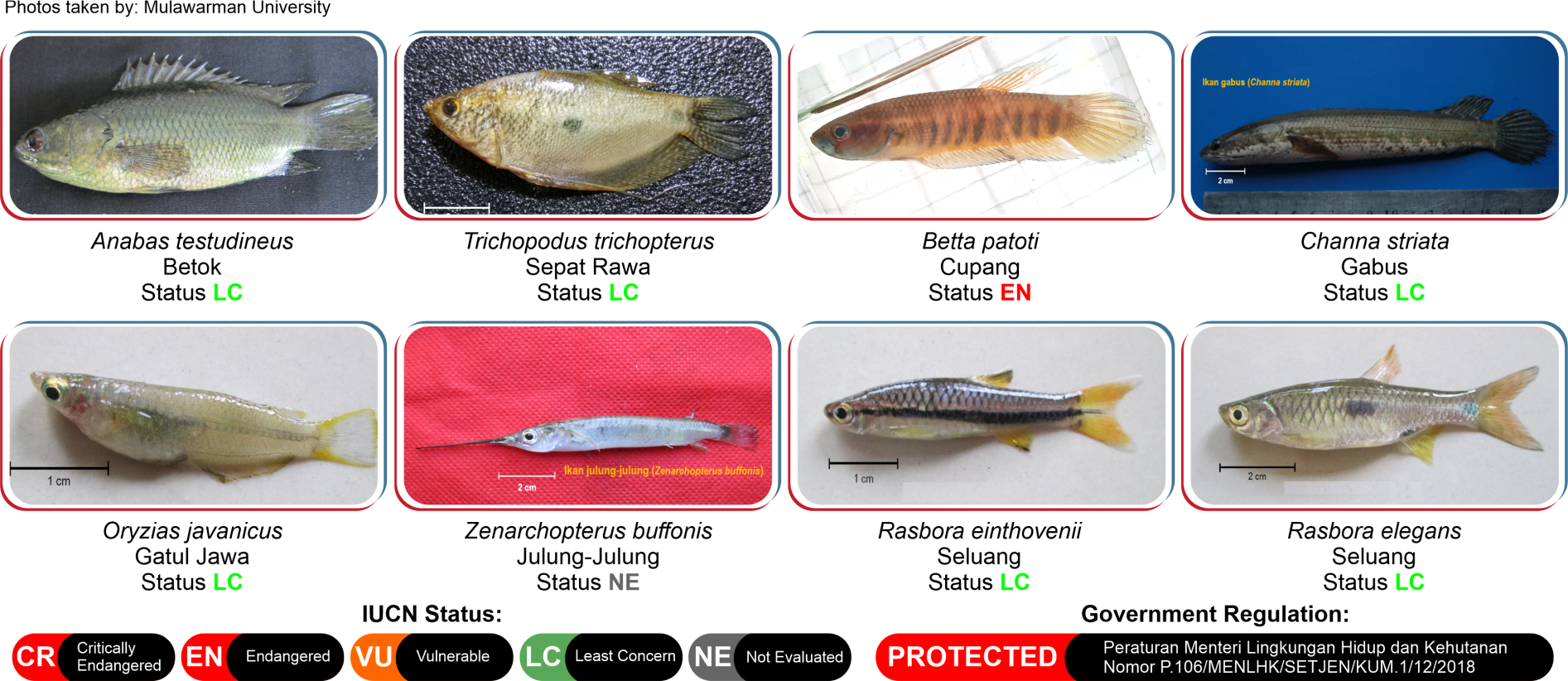 Freshwater fish species documentation