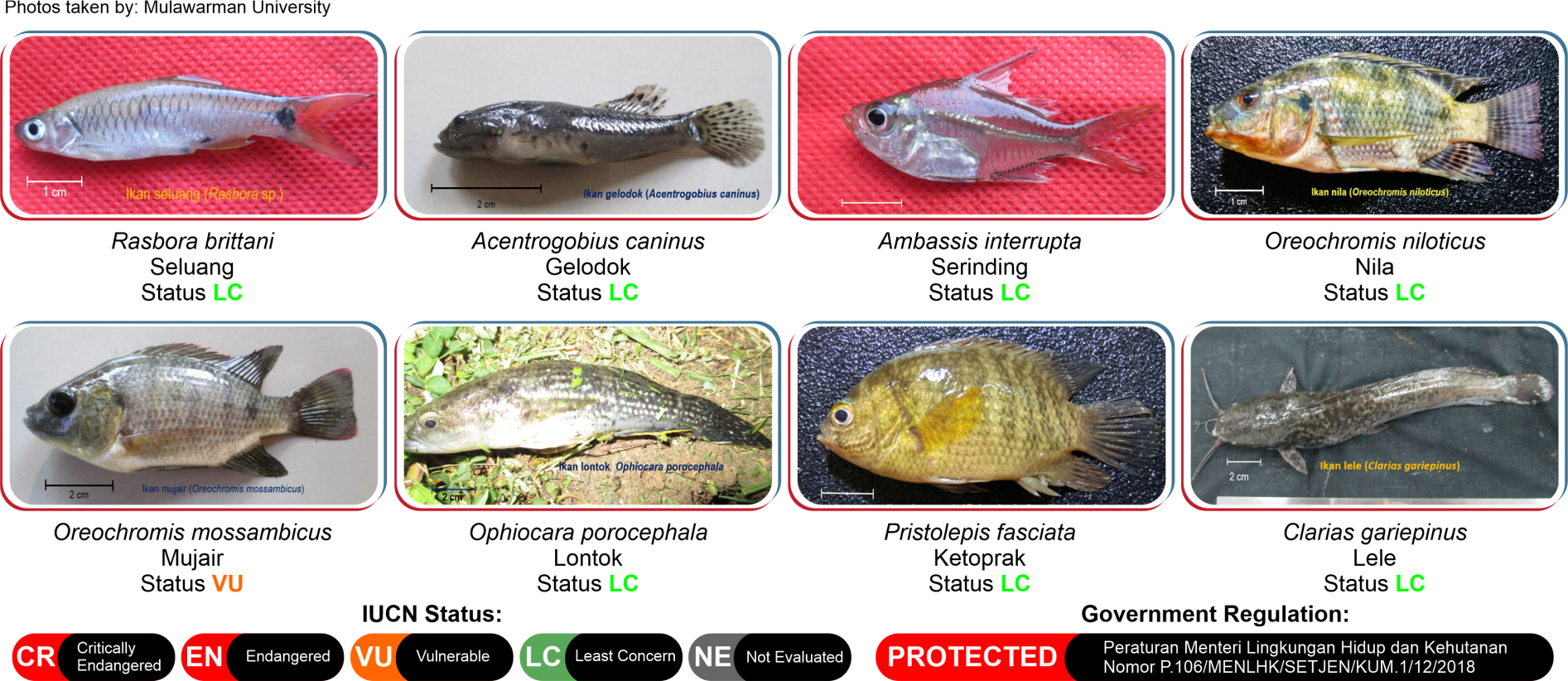 Freshwater fish species documentation
