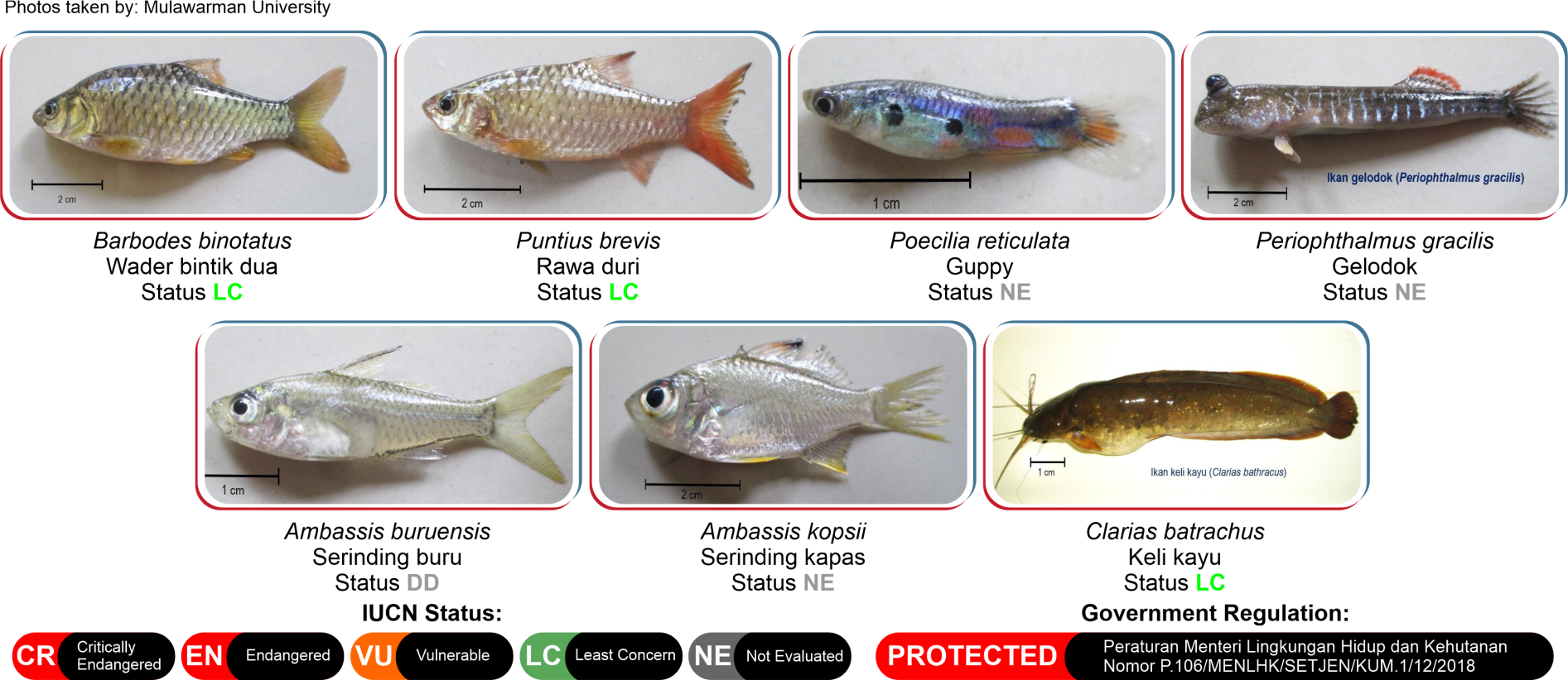 Freshwater fish species documentation