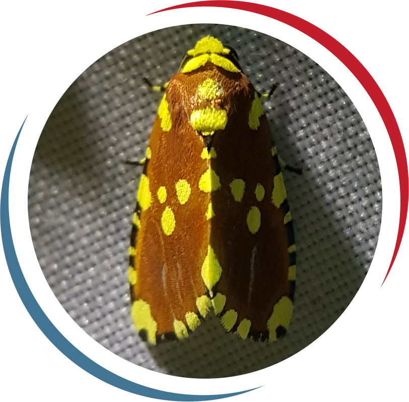 Insects