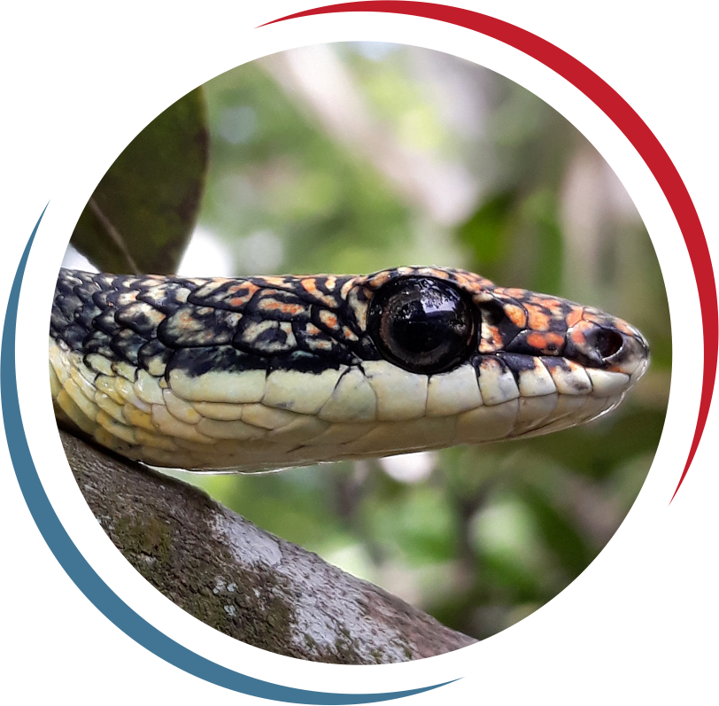 Endangered Fauna