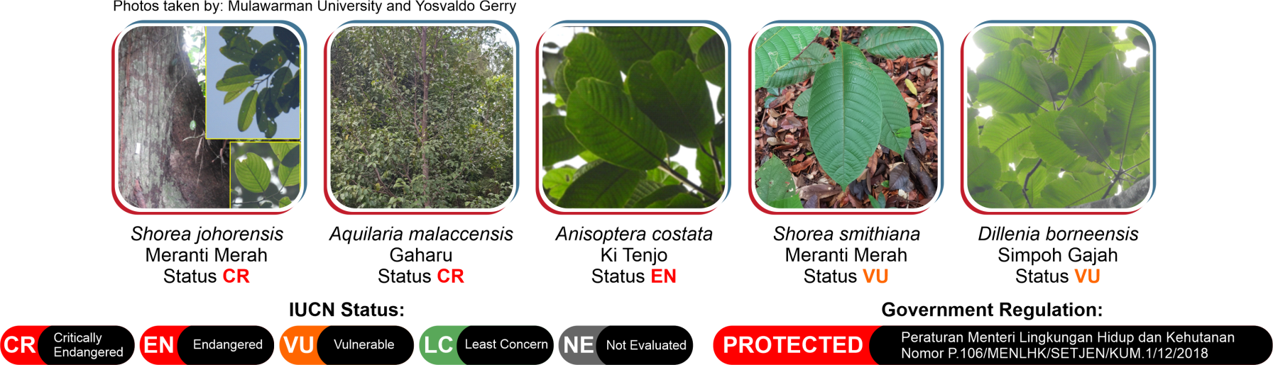 Conservation Forest Flora