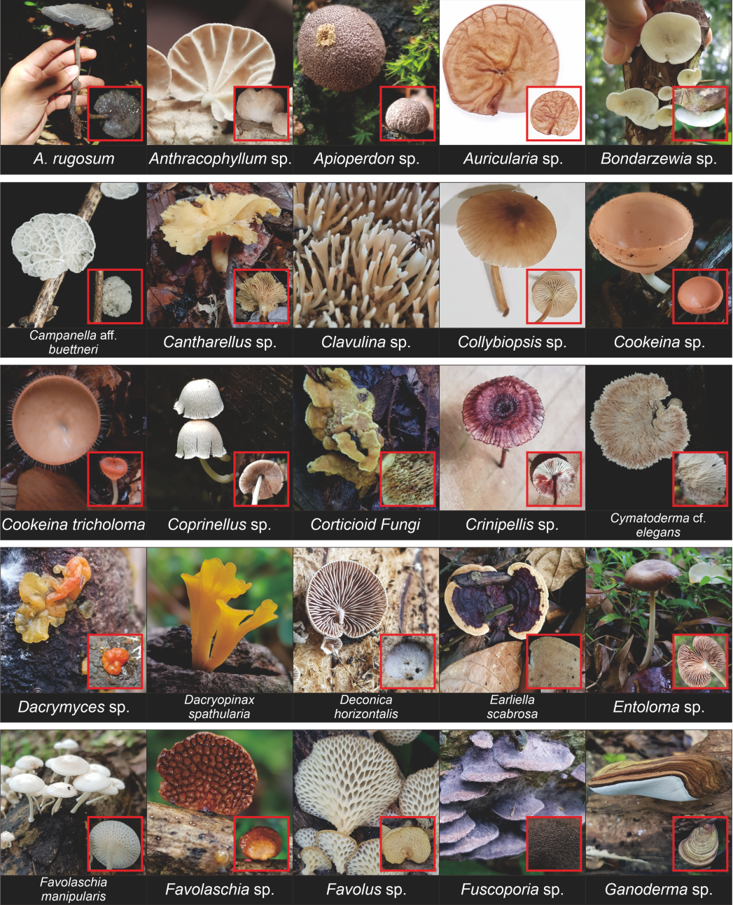 Mushroom species collage A–G