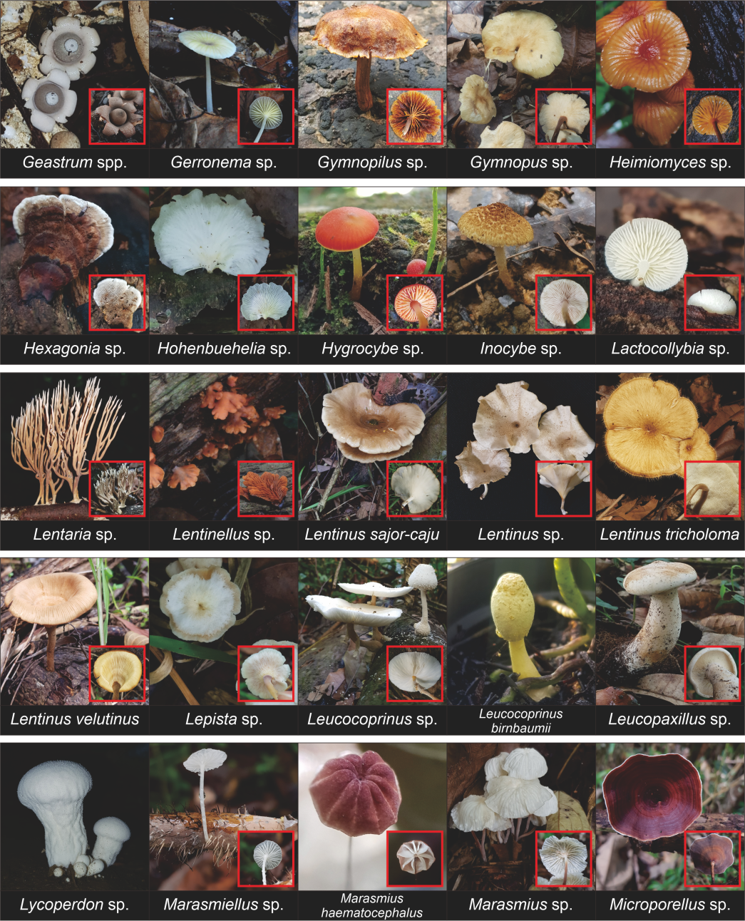 Mushroom species collage G–M