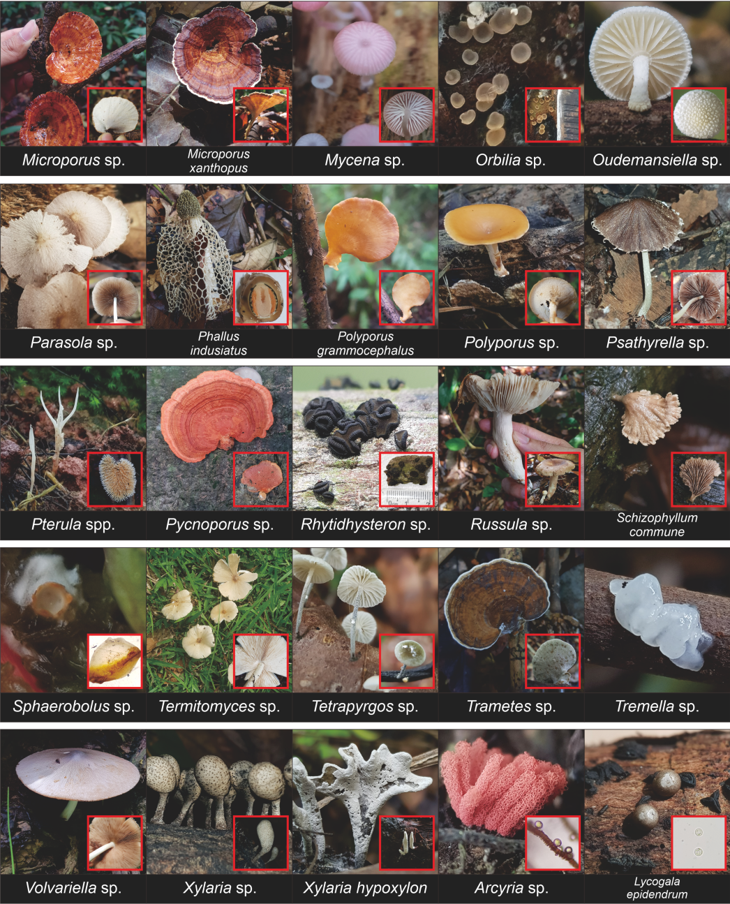 Mushroom species collage M–Z